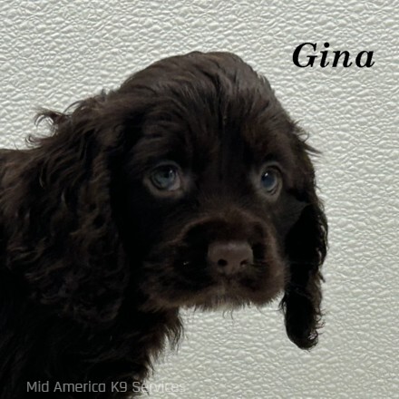 puppy, for, sale, Cocker Spaniel, Joe & Cherri  Overlease, dog, breeder, Miller, MO, dog-breeder, puppy-for-sale, forsale, nearby, find, puppyfind, locator, puppylocator, aca